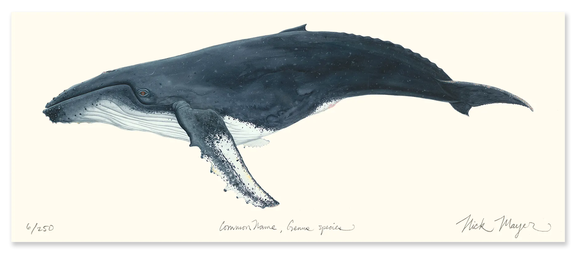 Humpback Whale Masterwork Canvas
