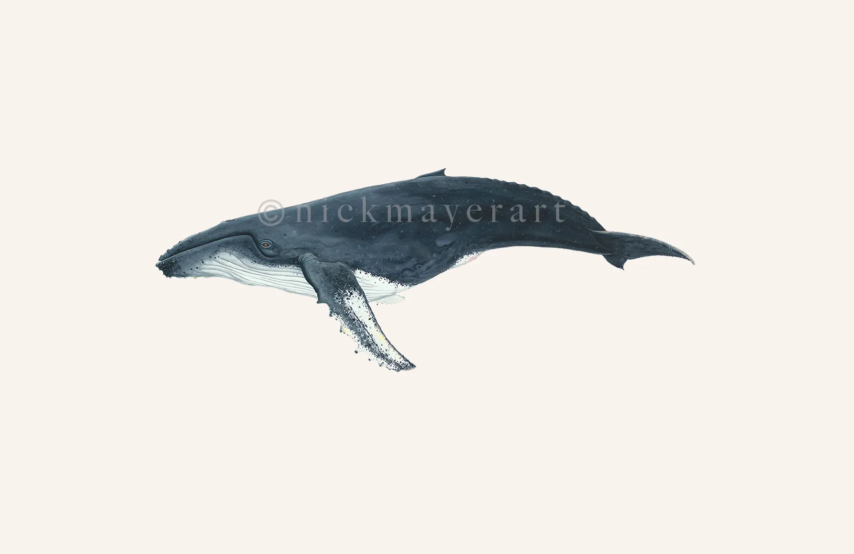 Humpback Whale Masterwork Canvas